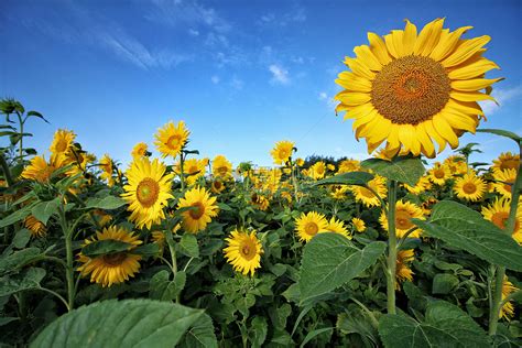 夏天代表植物|夏日花开，夏天的绿色盛宴（探寻夏季象征的15种植物…